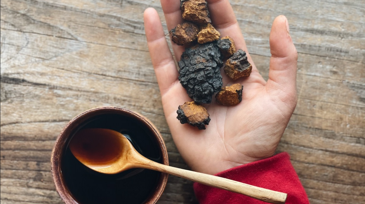 Chaga Mushrooms Nz